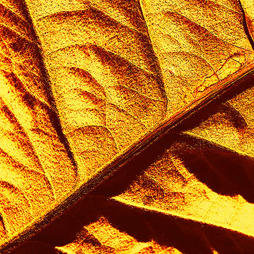 Tela para Quadros Folha Textura Das Veias Dourada I - Afic18550