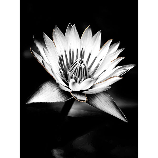 Tela para Quadros Flor de Lotús Preto e Branco Traços Prata e Dourado - Afic17357