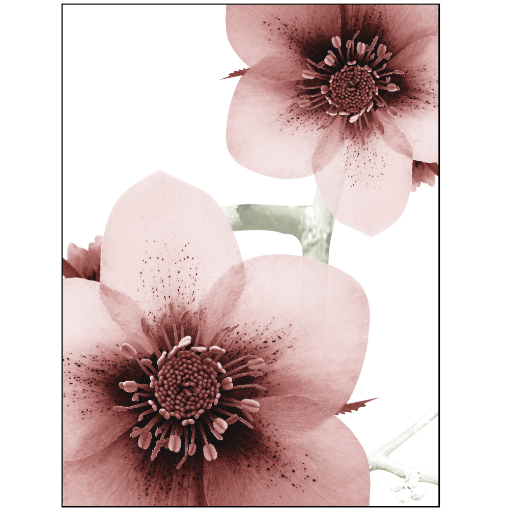 Gravura para Quadros Floral Maravilhosa Flor Ros - Afi6891