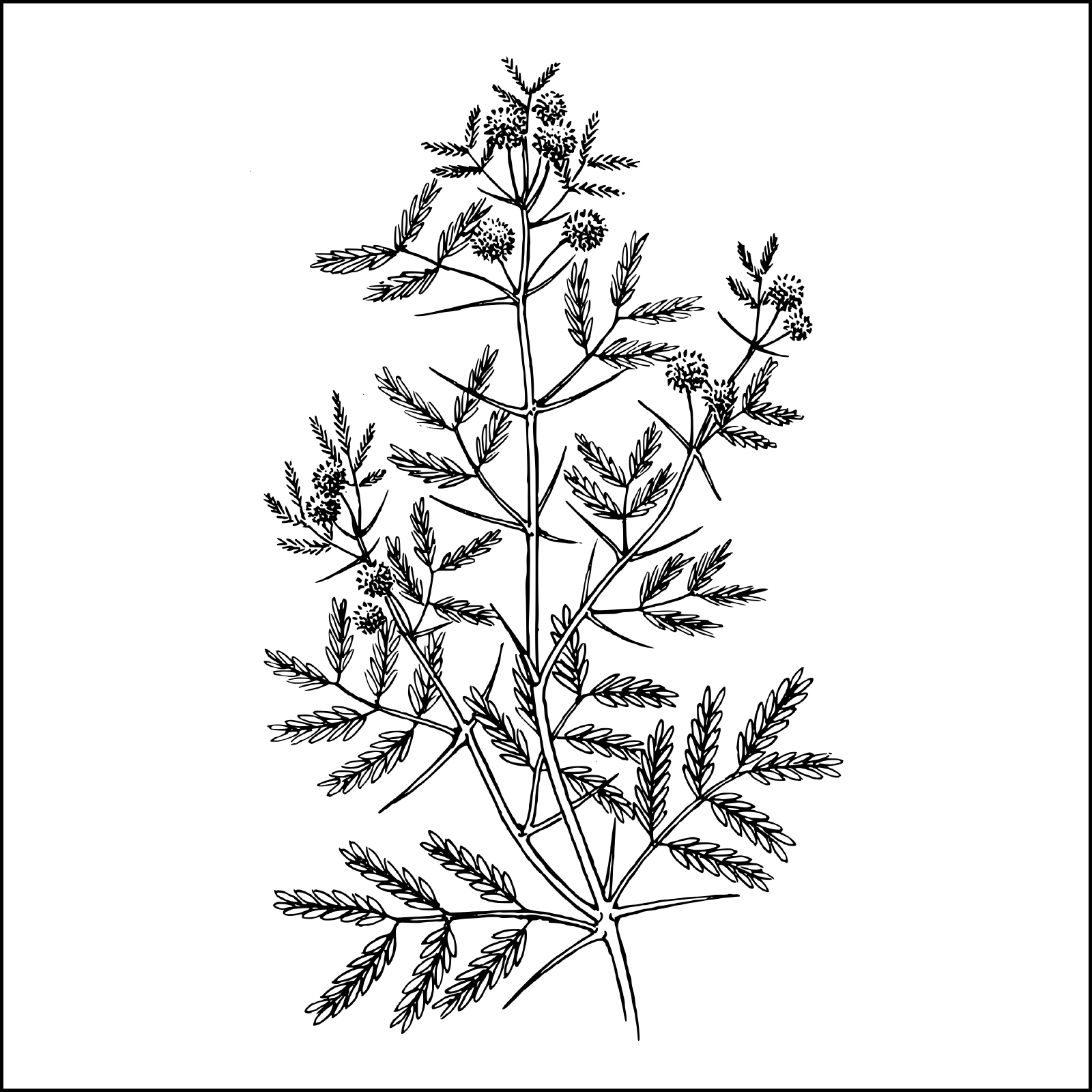 Gravura para Quadros Folhas Belssimas da rvore Dormideira - Afi6543