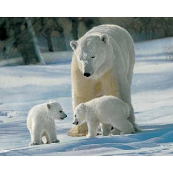 Gravura para Quadros Animal Famlia de Urso Polar 50x40 Cm