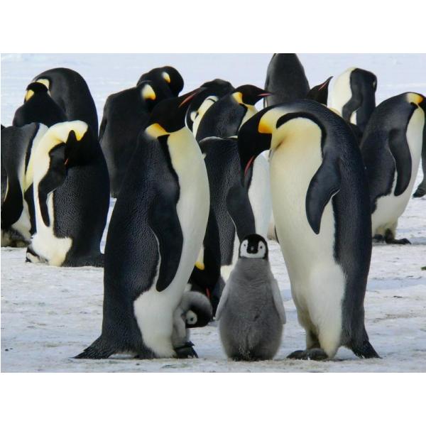 Gravura Impressa para Quadros Bando de Pinguins com Seus Filhotes - 71x53 Cm