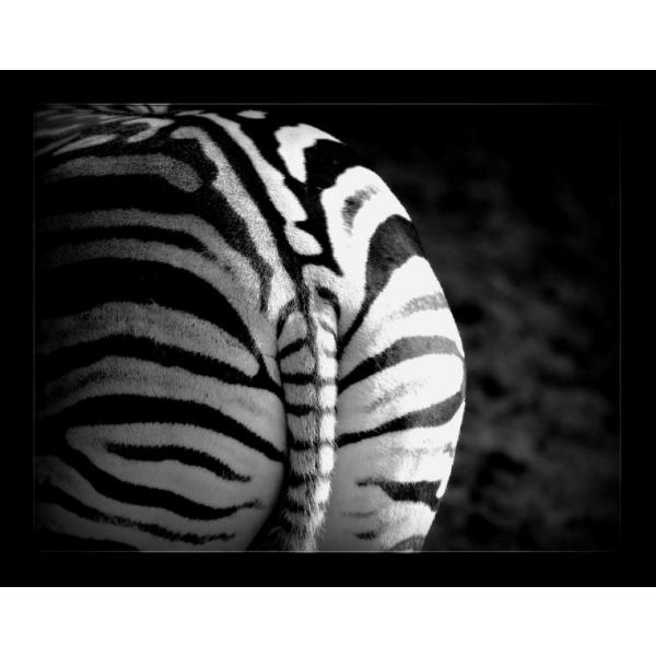 Impresso em Tela para Quadros Zebra Preto e Branco I - Afic1726 - 101x80 Cm