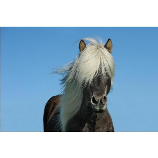 Impresso em Tela para Quadros Cavalo com Crina Branca - Afic1524