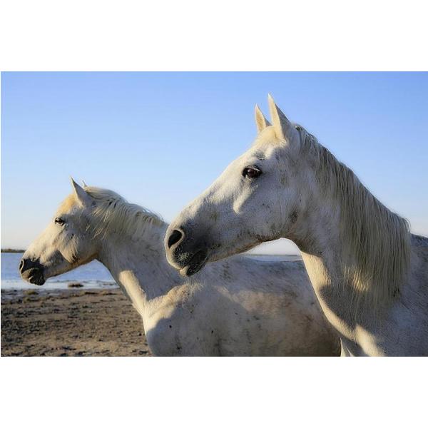 Impresso em Tela para Quadros Cavalos Brancos de Frente Ao Lago - Afic1544