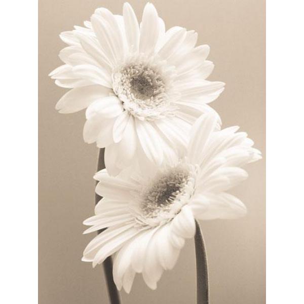 Gravura para Quadros Floral Margarida Branca - 04152 - 40x50 Cm