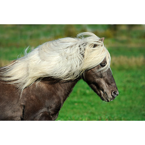 Tela para Quadros Retrato Cavalo Ilands - Afic7321