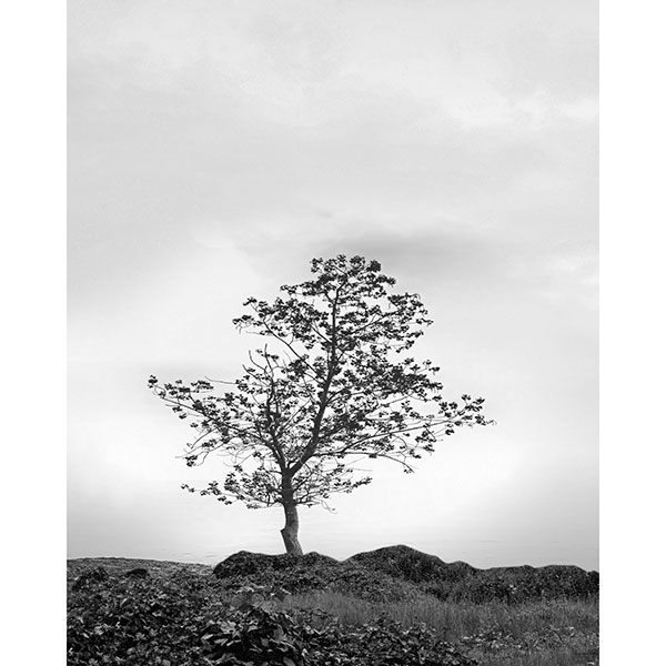 Tela para Quadros Paisagem Preto e Branco Árvore - Afic17500