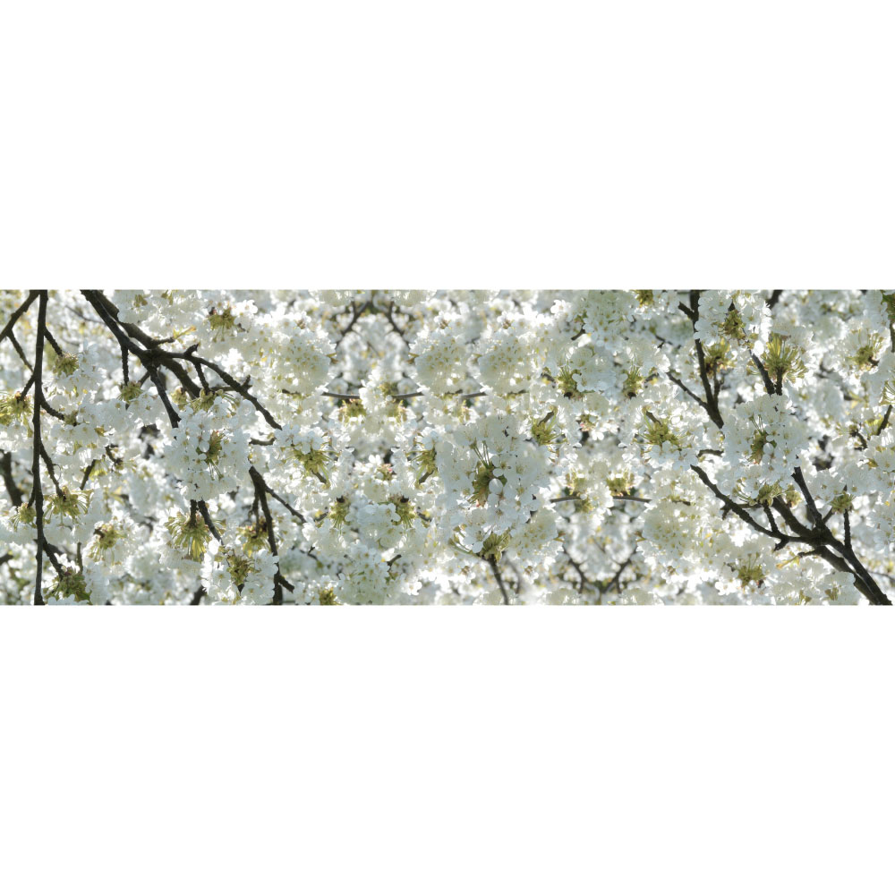Tela para Quadros Flores Brancas Cerejeira - Afic12061