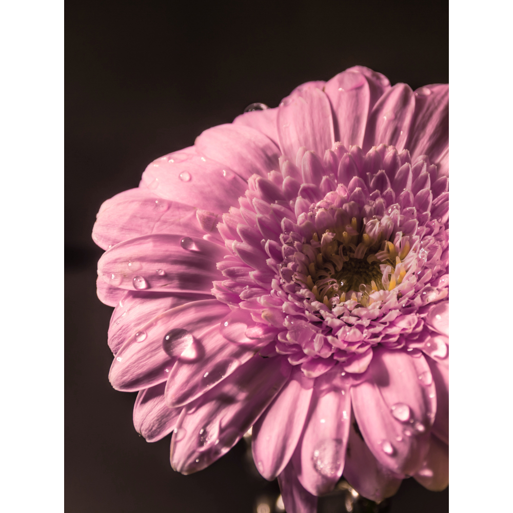 Tela para Quadros Flor de Crisntemo Rosa - Afic11223