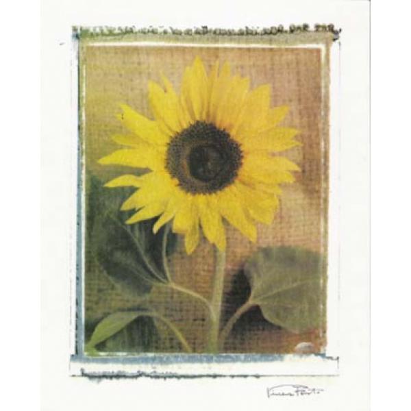Gravura para Quadros Floral Flor de Girassol - Cam5081/2 - 40x50 Cm