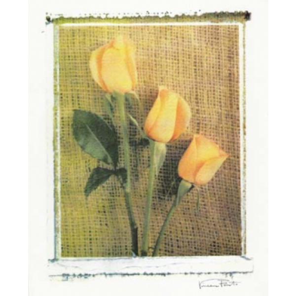 Gravura para Quadros Trio de Rosa Amarela - Cam5081/3 - 40x50 Cm
