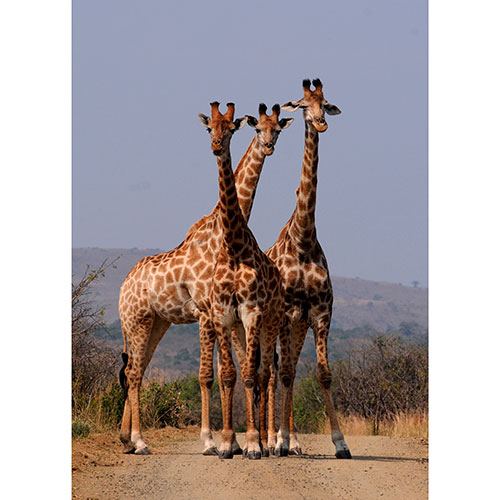 Gravura para Quadros Fotografia Decorativa Girafas Habitate Natural - Afi19075