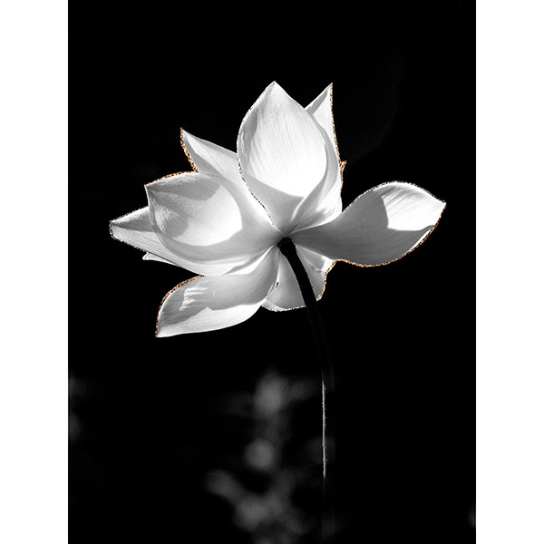 Tela para Quadros Flor de Lotús da Índia Preto e Branco Traços Prata e Dourado - Afic17358