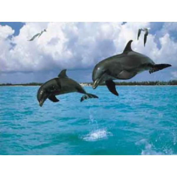 Gravura para Quadros Golfinhos Saltando 71x56 cm