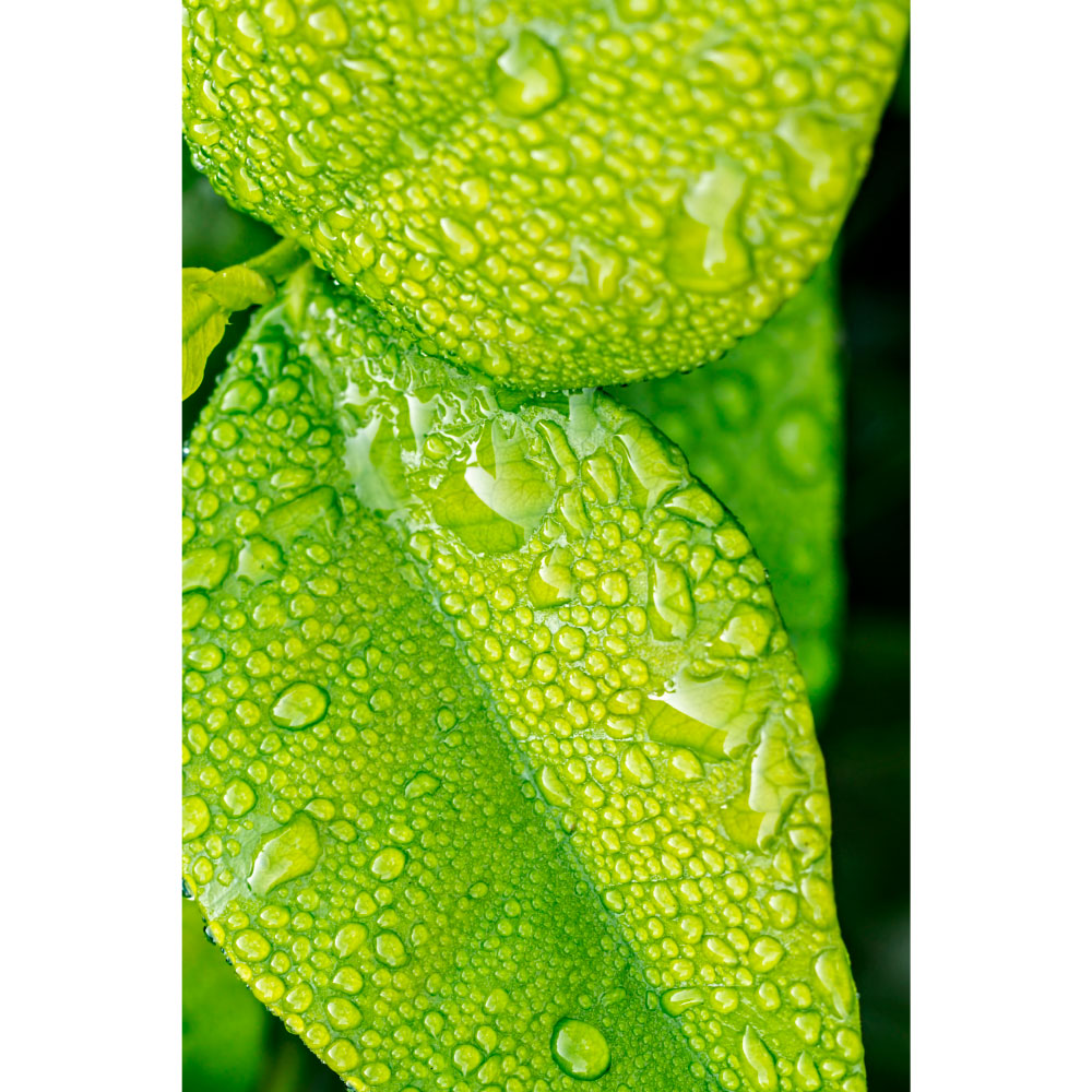 Tela para Quadros Folhas Verdes Gotculas de gua - Afic11215