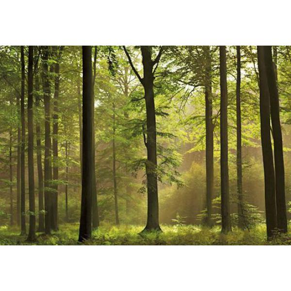 Gravura para Quadros de Parede Floresta Intocada Ao Amanhecer - 366x254 cm