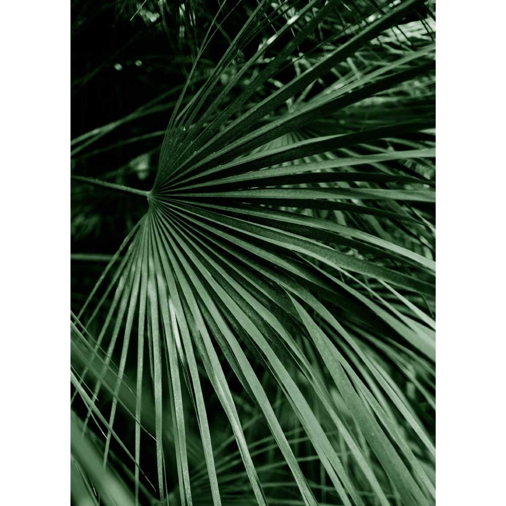 Gravura para Quadro Folha de Palmeira Leque - Afi8966