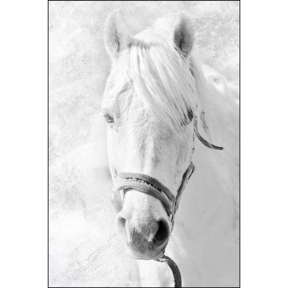 Tela para Quadros Decorativos Cavalo Branco Encilhado - Afic10891