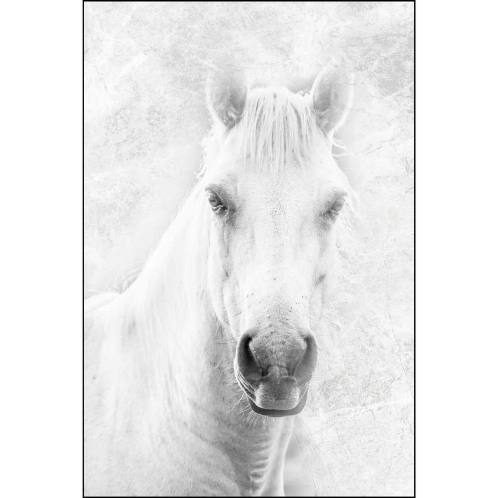 Tela para Quadros Decorativos Cavalo Branco com Franja - Afic10890
