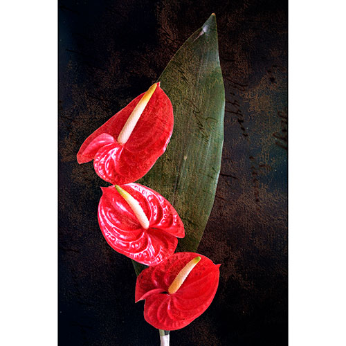 Tela para Quadros Floral Trio de Antúrio Vermelho Fundo Escuro Abstrato - Afic17617