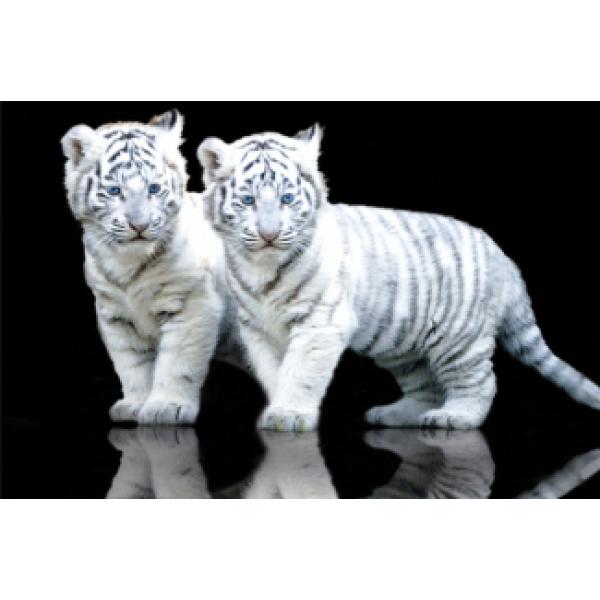 Poster para Quadros Filhotes de Tigre Branco 90x60 Cm