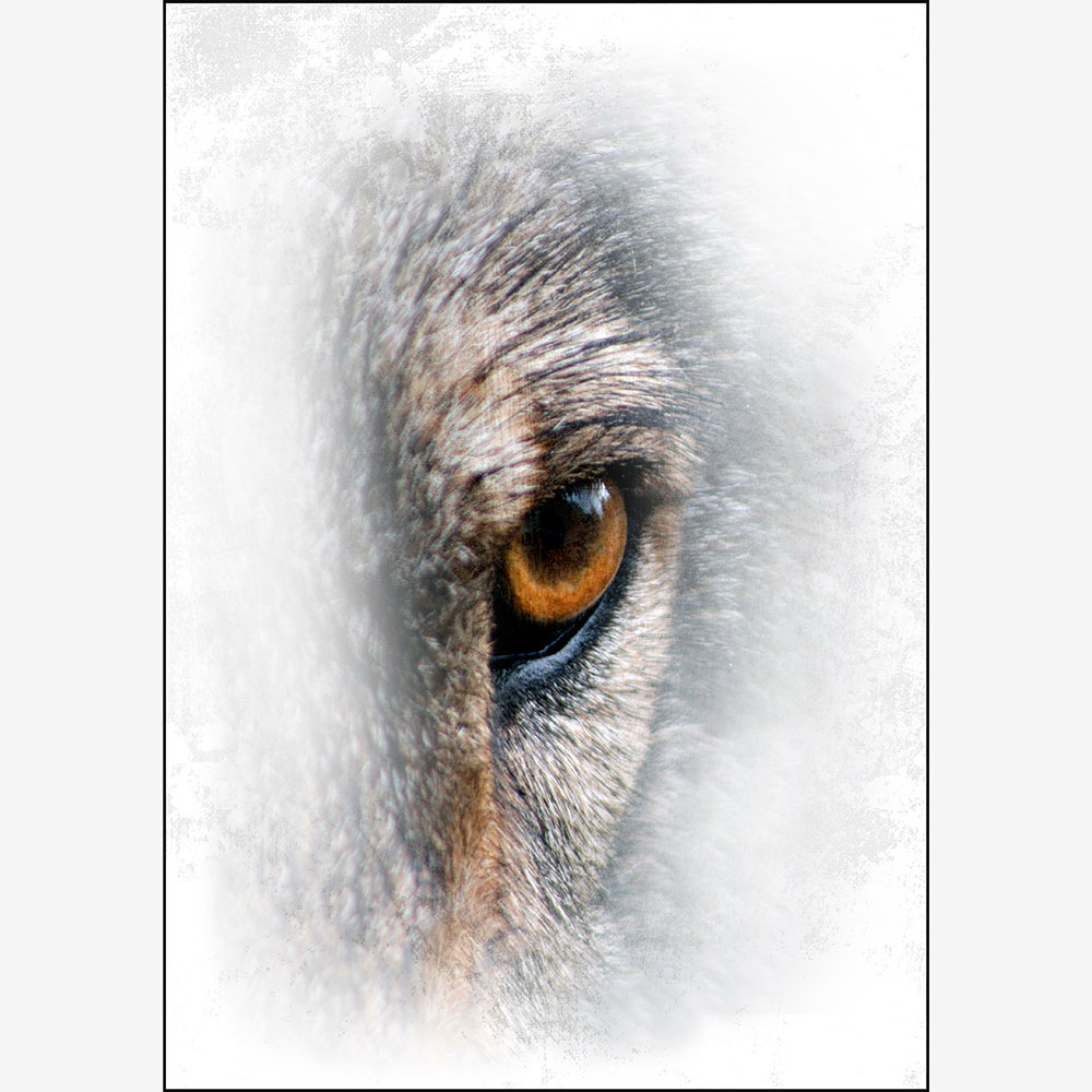 Tela para Quadros Abstrato Frontal Lobo - Afic11060