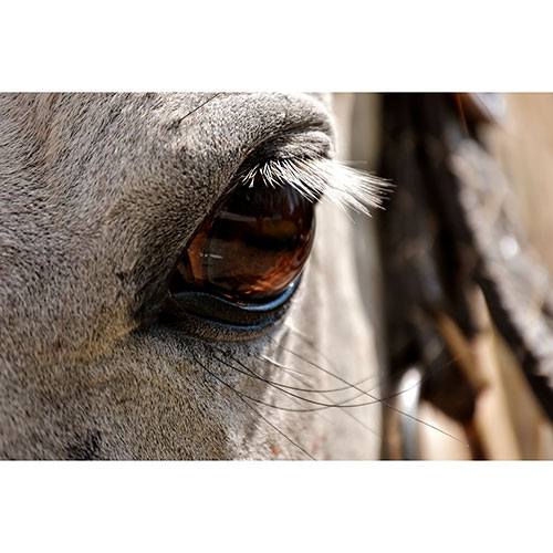 Tela para Quadros Retrato Olho Cavalo Decorativo - Afic7338