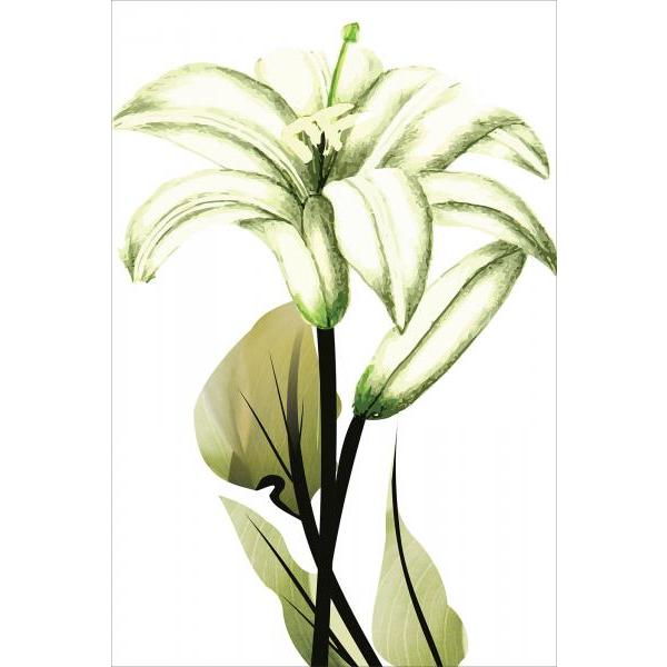 Gravura para Quadros Floral Lrio Verde - Afi5143
