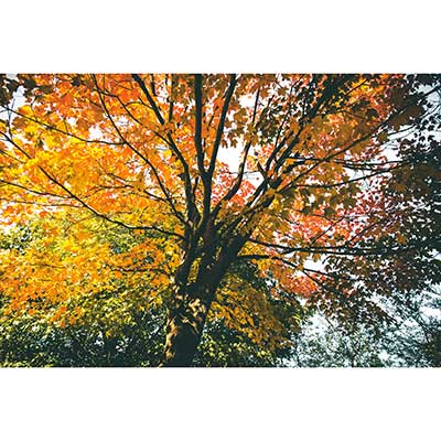 Gravura para Quadros Paisagem Árvores com Folhas Vermelha e Amarela - Afi16940