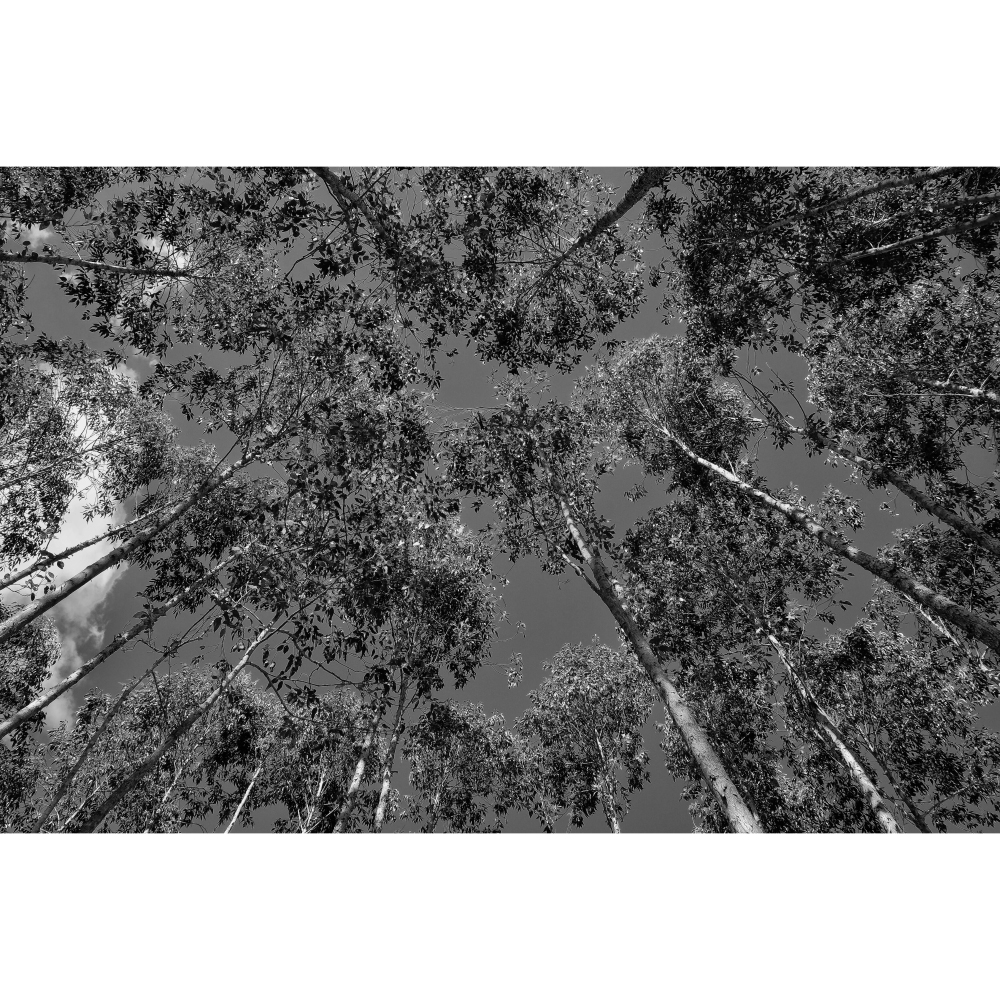 Tela para Quadros Árvores Eucalipto Santo Antônio do Pinhal Por Dorival Moreira I - Aficdm108