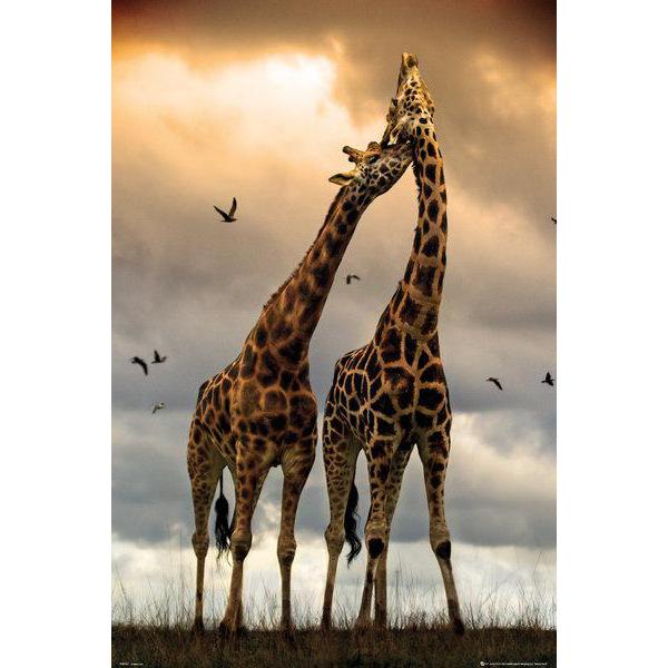 Poster para Quadros Girafas Laos de Amor Sob O Entardecer - 60x90 Cm