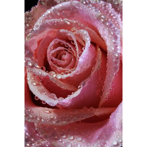 Impresso em Tela para Quadros Floral Rosa Molhada - Afic2175