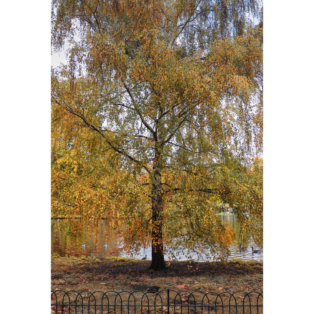 Tela para Quadros Bosque Árvores Londres Por Dorival Moreira - Aficdm208