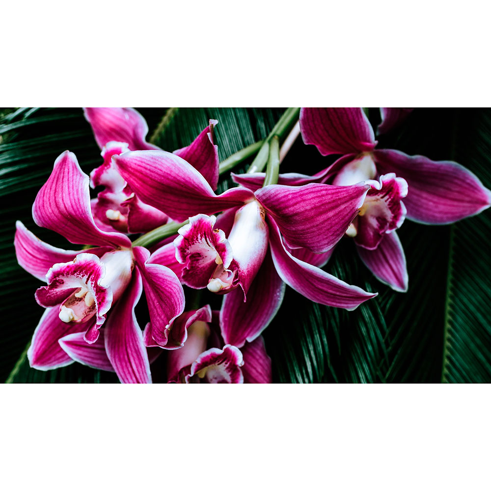 Tela para Quadros Buqu de Flores de Orqudeas Roxa - Afic13308
